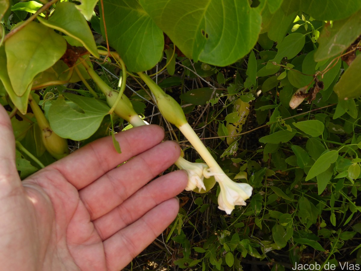 Ipomoea violacea L.